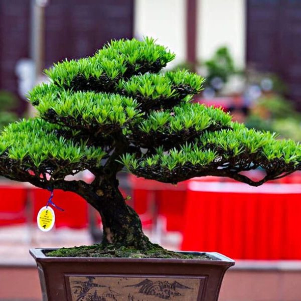 Tùng La Hán dáng trực