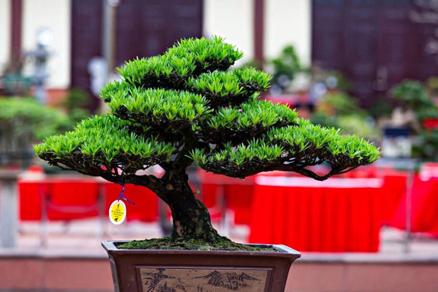 Tùng La Hán dáng trực